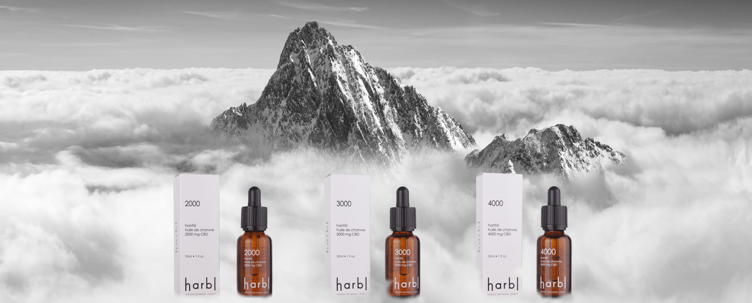 pure cbd oil New growth on Scots or Scotch pine Pinus sylvestris tree branche